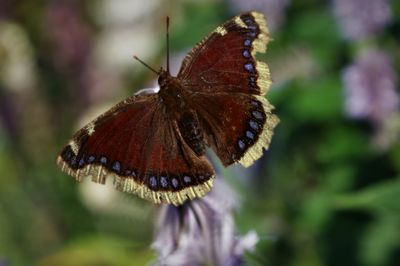 Close-up of butterfly pollinating on flower