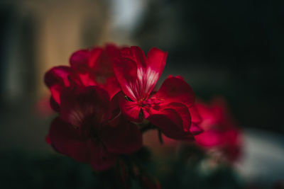 Close-up of red flowering plant