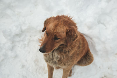 Dog standing on snow field