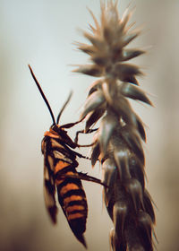 Close-up of insect on plant