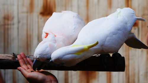 Person holding bird perching on hand