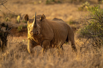 Black rhino