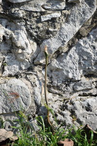 Close-up of insect on rock