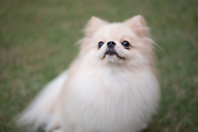 High angle portrait of a dog