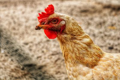 Close-up of rooster