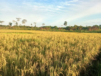 Crops growing on field against sky