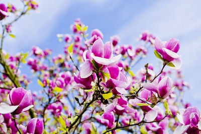 Close-up of pink flowers against sky