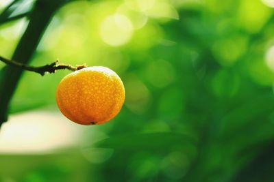 Close-up of orange fruit on tree