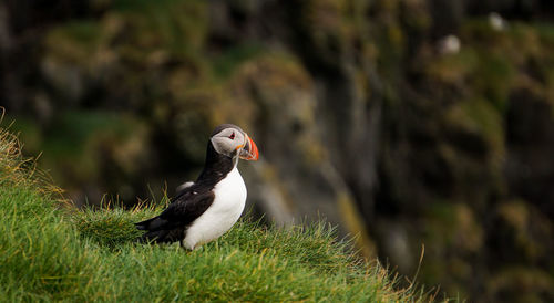 Close-up of bird perching on a field