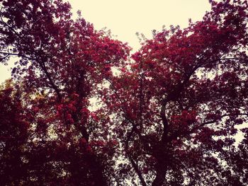 Low angle view of flowering tree against sky