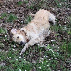 Dog on grassy field