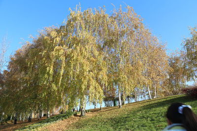 Close-up of trees against clear sky