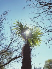 Low angle view of trees against sky on sunny day