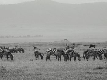 Zebras on field