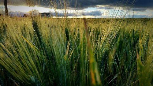 Close-up of wheat field