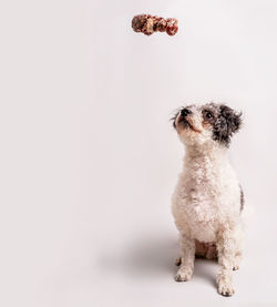 Portrait of a dog over white background