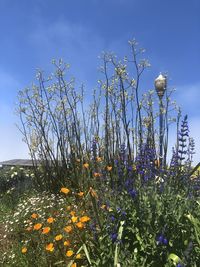 Scenic view of flowering plants on field against blue sky
