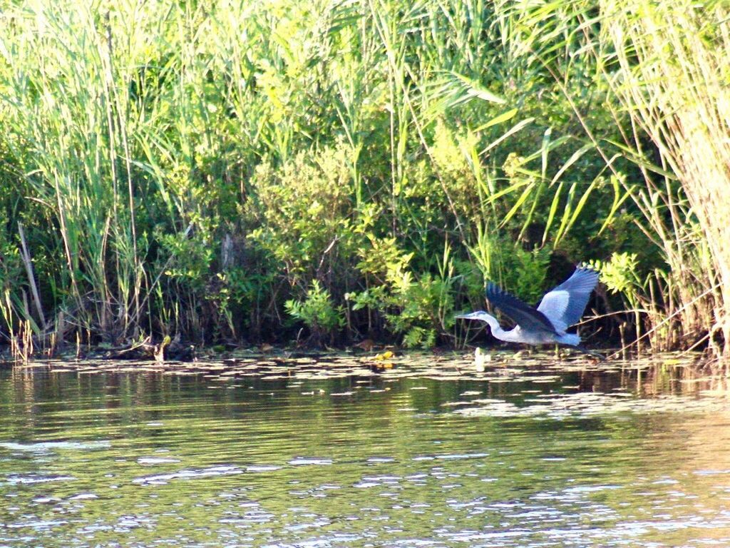 BIRD IN WATER