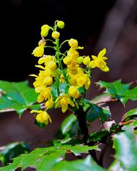 Close-up of yellow flowers