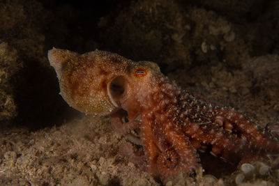 Close-up of fish swimming in sea