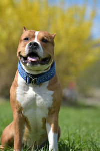 Close-up of a dog looking away