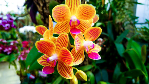 Close-up of flowers blooming outdoors