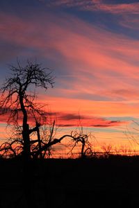 Silhouette bare tree against orange sky