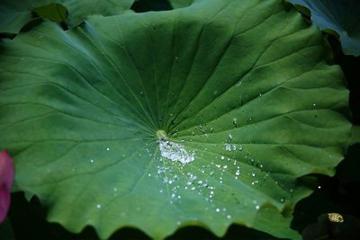 Close-up of wet leaf