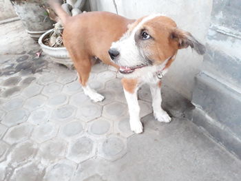 High angle portrait of dog standing on footpath