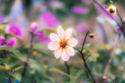 Close-up of pink flowering plant