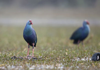 Bird perching on a field