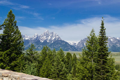 Scenic view of pine trees against sky