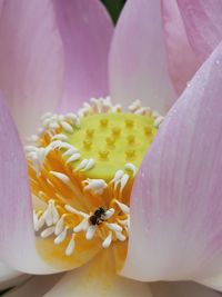 Close-up of honey bee on pink flower