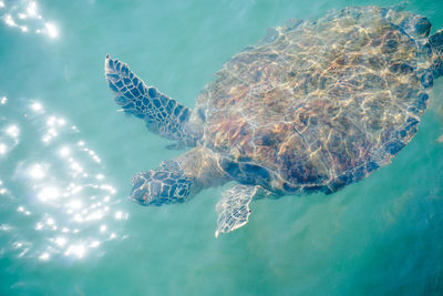 High angle view of sea turtle swimming in turquoise water