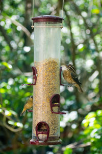 Close-up of bird feeder