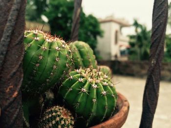 Close-up of prickly pear cactus