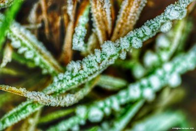 Close-up of snow on plant during winter