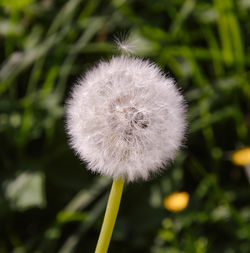 Close-up of dandelion flower