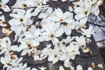 Close-up of white cherry blossoms