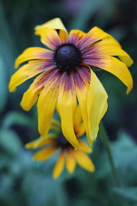 Close-up of yellow flower blooming outdoors