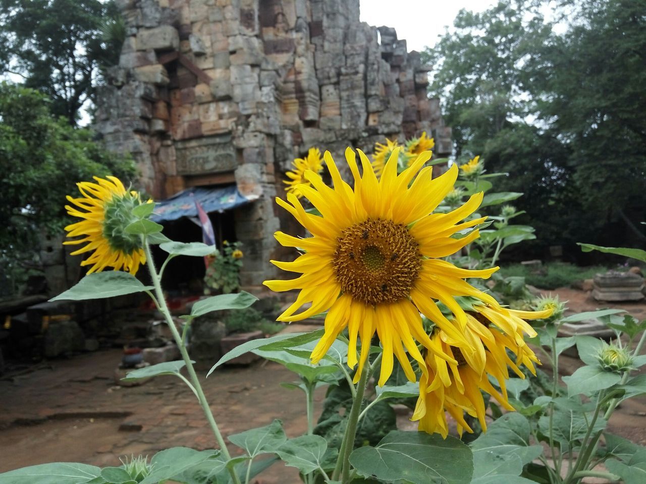 flower, yellow, fragility, beauty in nature, nature, flower head, plant, petal, outdoors, growth, sunflower, pollen, freshness, tree, no people, day, close-up