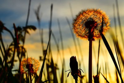 Close-up of silhouette plants against sky during sunset