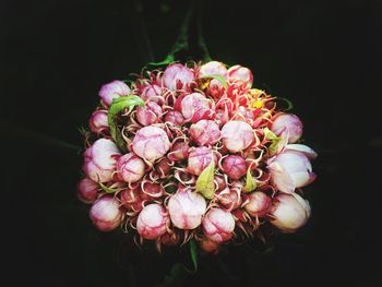 Close-up of pink flowers