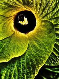 Full frame shot of green leaves