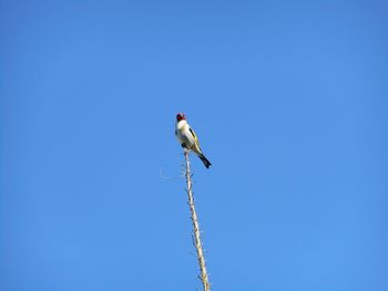 Low angle view of gold finch perching on plant against clear sky