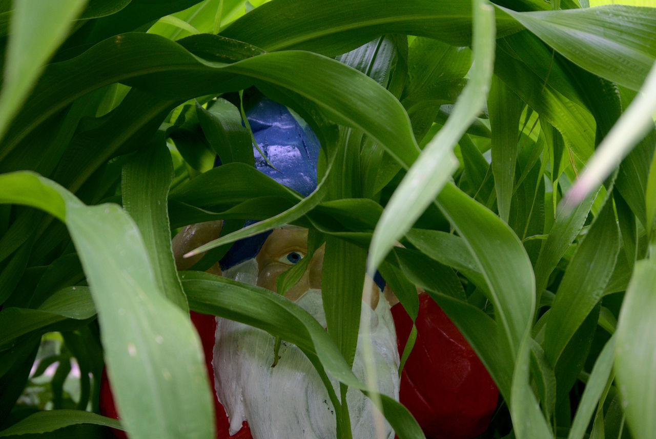 CLOSE-UP OF GREEN LEAVES