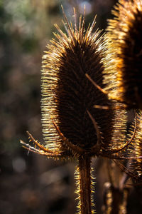 Close-up of flowers against blurred background