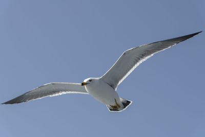 Low angle view of seagull flying in sky