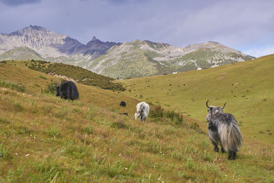 Sheep in a field