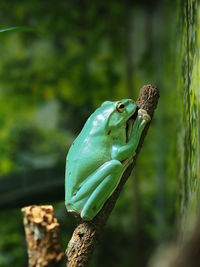 Close-up of frog on branch